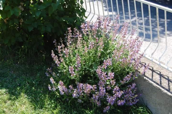 Apartman Nata Senj (Lika-Senj)