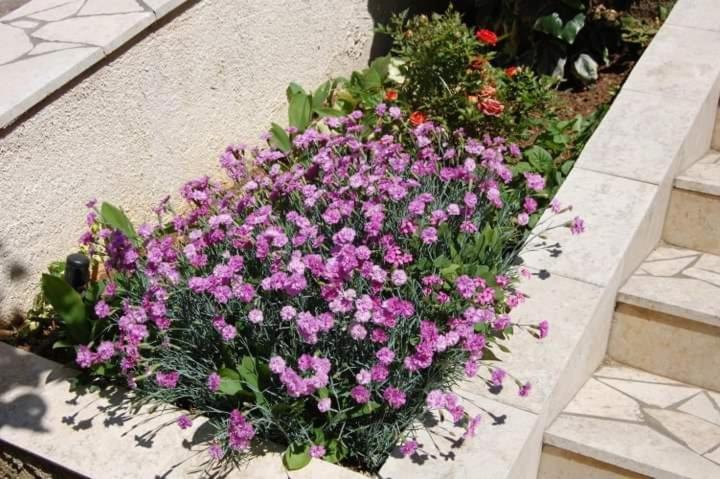 Apartman Nata * Senj (Lika-Senj)